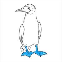 blue-legged booby vector sketch