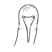 blue-legged booby vector sketch