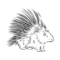 porcupine vector sketch