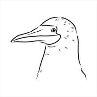 blue-legged booby vector sketch