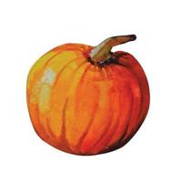 pumpkin vegetable autumn watercolor illustration vector