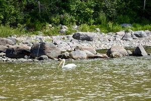 a pelican drifts past a rocky shoreline photo