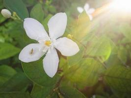 rayos de sol por la mañana con flores blancas en el jardín foto