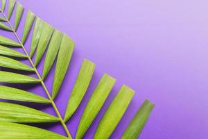 Palm leaves on purple background. Holy week and Lent season concept. photo