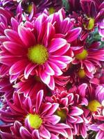 Bright beautiful bouquet of red flowers, fragment, close photo