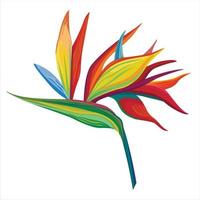 Vector illustrations Strelitzia flowers and green leaves strelitzia bright colours on. Vector flower. Floral botanical flower. Wild leaf wildflower isolated. Exotic tropical Hawaiian jungle