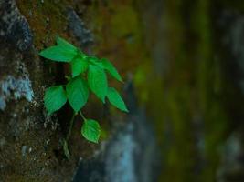 pendiente de hoja de planta silvestre que crece en la pared foto