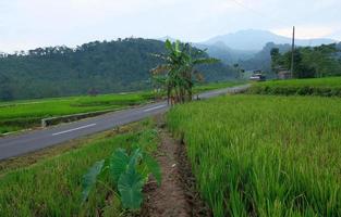 Green rural field on the mountainside. Green rice fields in the countryside photo