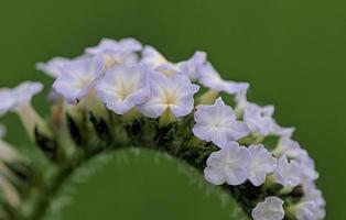 Heliotropium indicum or Indian heliotrope - Close up detail of Indian heliotrope flowers against a blur background. Macro Shot Heliotropium Indicum with natural Background photo