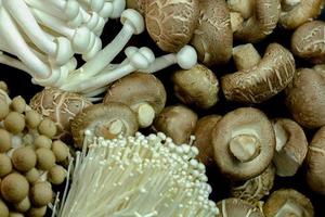 Mixed mushrooms on black background , top view and copy space food concept photo