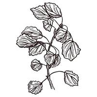 Foliage branch engraved in isolated white background. Vintage botanical twig with leaves in hand drawn style. vector