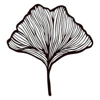 hoja ginkgo biloba grabada en fondo blanco aislado. follaje botánico de gingko de rama vintage en estilo dibujado a mano. vector