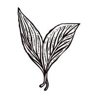 Engraving leaves lemon isolated on white background. Hand drawn leaf tea lemon or lime. vector