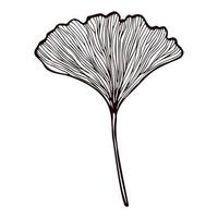 Leaf Ginkgo Biloba engraved in isolated white background. Vintage branch Gingko botanical foliage in hand drawn style. vector