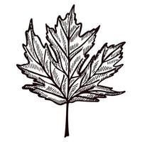 hoja de arce grabada en fondo blanco aislado. follaje botánico canadiense vintage en estilo dibujado a mano.