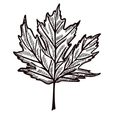 Leaf maple engraved in isolated white background. Vintage canadian botanical foliage in hand drawn style.