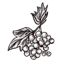 Cranberry engraved in isolated white background. Retro botanical wild berry on branch in hand drawn style. vector