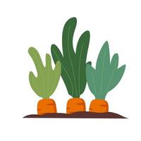 Harvest of ripe carrots.Growing vegetables and root crops.Vector flat illustration. A bed with carrot.Concept for vegan websites and shops. vector