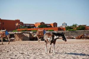 Small horse on the beach walking on sand photo