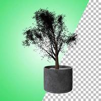 Indoor plant for decoration and asset design. photo