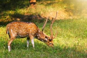 Beautiful male chital or spotted deer grazing in grass