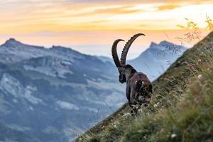 rey de las montañas. cabra montés alpino o capra ibex en las montañas. foto