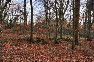 otoño en el bosque foto