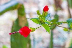 Tropical flowers plants natural jungle in Puerto Aventuras Mexico. photo