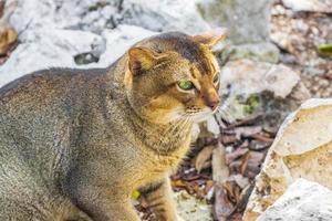 hermoso gato lindo con ojos verdes en la selva tropical de México. foto