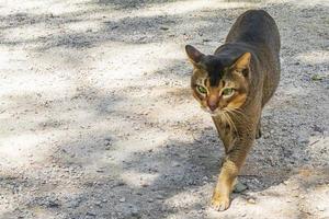 Beautiful cute cat with green eyes in tropical jungle Mexico. photo