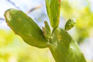 Tropical cacti cactus plants natural jungle Puerto Aventuras Mexico. photo