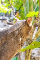 Beautiful cute cat with green eyes in tropical jungle Mexico. photo