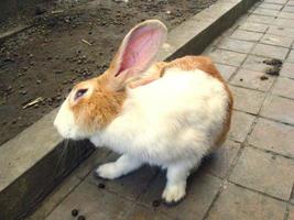 Cute brown rabbit bunny photo