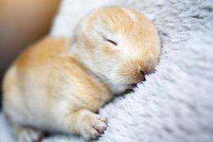 Cute brown rabbit baby bunny photo