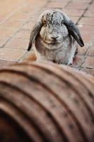 Cute grey rabbit bunny on concrete floor. photo
