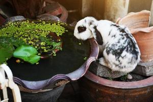 Cute White rabbit bunny on concrete floor. photo