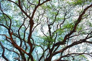 silueta de la rama de un árbol en el cielo azul foto