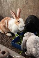 Rabbits bunny eating vegetables in the garden photo