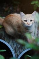 gato naranja sentado en el suelo con luz solar en el jardín foto