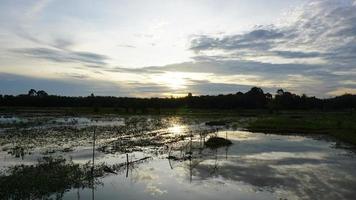 beautiful sunset view in the rice field photo
