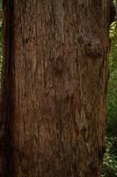 Giant Tingle tree texture photo
