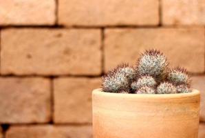 Cactus in plant pot with brick background photo