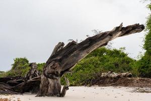 playa tropical con rocas, vegetación exuberante en la isla de pemba foto