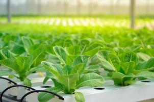 cultivo de lechuga verde o ensalada de verduras orgánicas con sistemas hidropónicos en el invernadero mediante el control del agua y el fertilizante utilizando una tubería pequeña sin suelo para plantar, granja inteligente digital foto