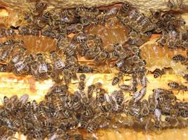 Bees in a hive full of honey photo