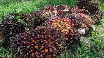 Oil palm fruit in an oil palm plantation. photo