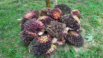 Oil palm fruit in an oil palm plantation. photo