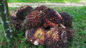 un grupo de frutos de palma aceitera sobre un fondo natural. aceite de palma fresco del jardín de palmeras, planta. foto