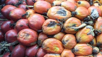 Close-up view of fresh oil palm fruit in an oil palm plantation. photo