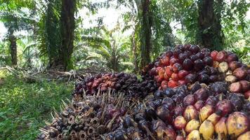 A group of oil palm fruits on a nature background.  Fresh palm oil from palm garden, plant. photo